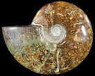 Wide Polished Cleoniceras Ammonite - Madagascar #49434-1